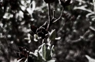IMG_20171218_112533